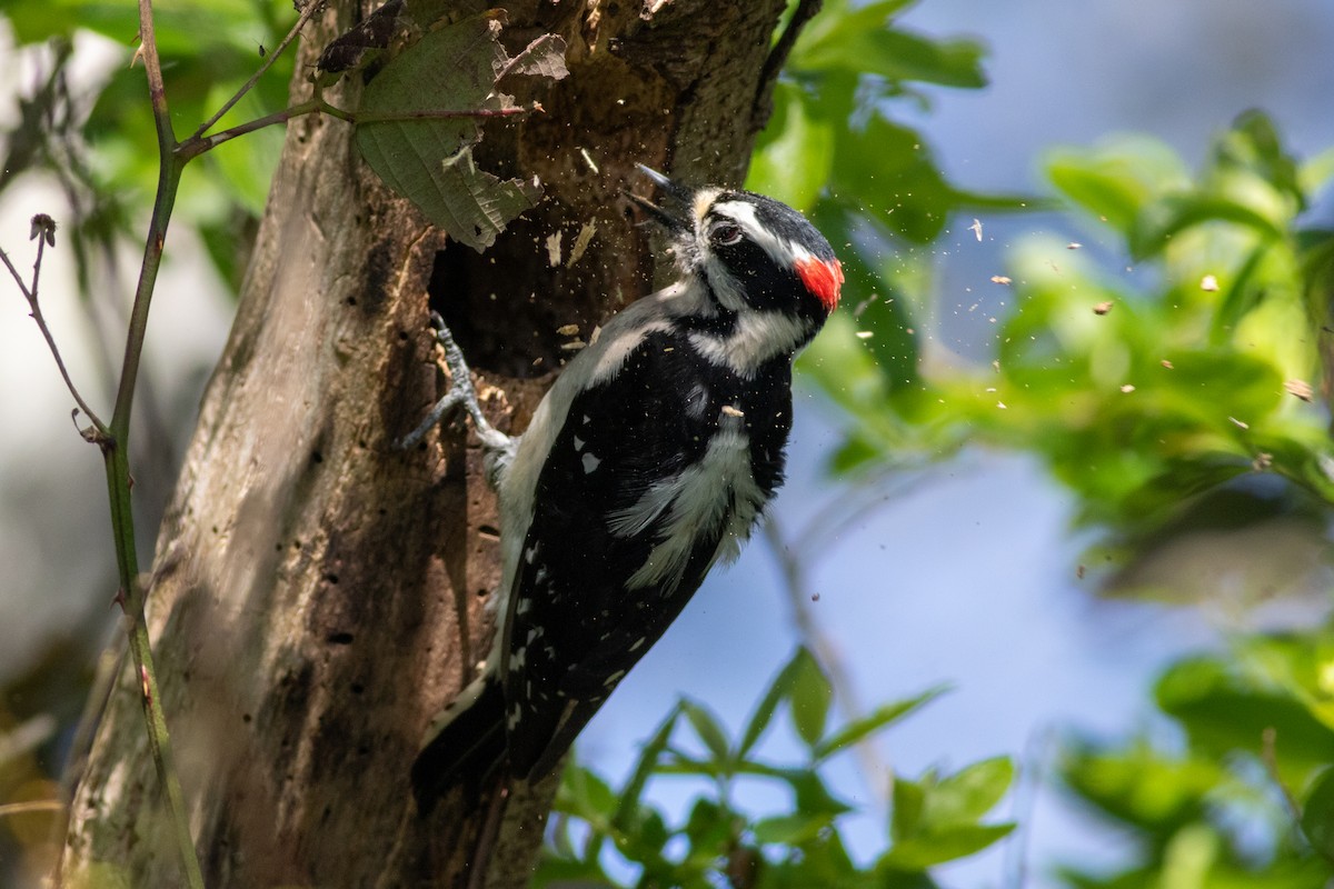 Downy Woodpecker - ML617444243