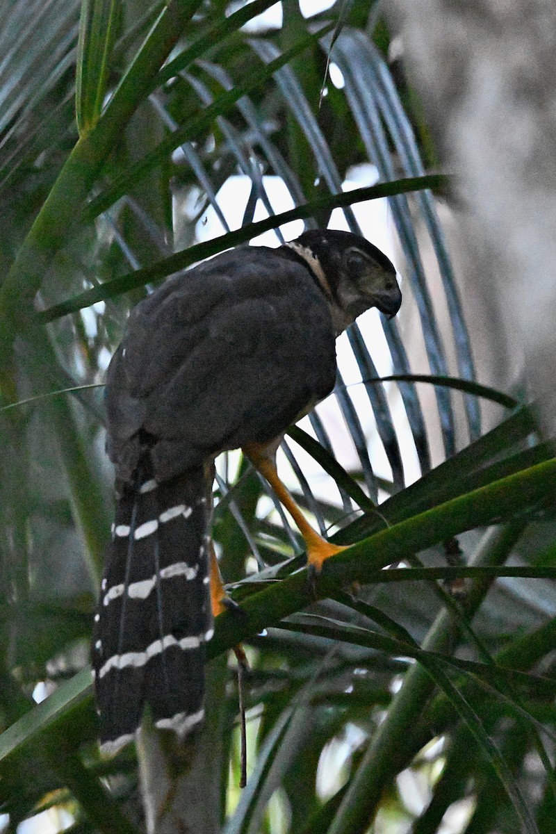 Collared Forest-Falcon - André Lanouette