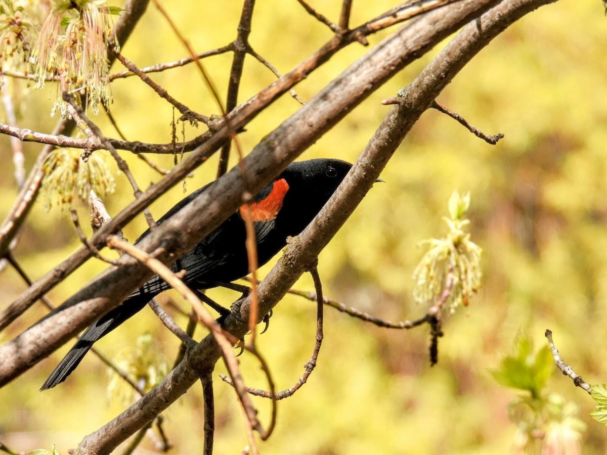 Red-winged Blackbird - ML617444424