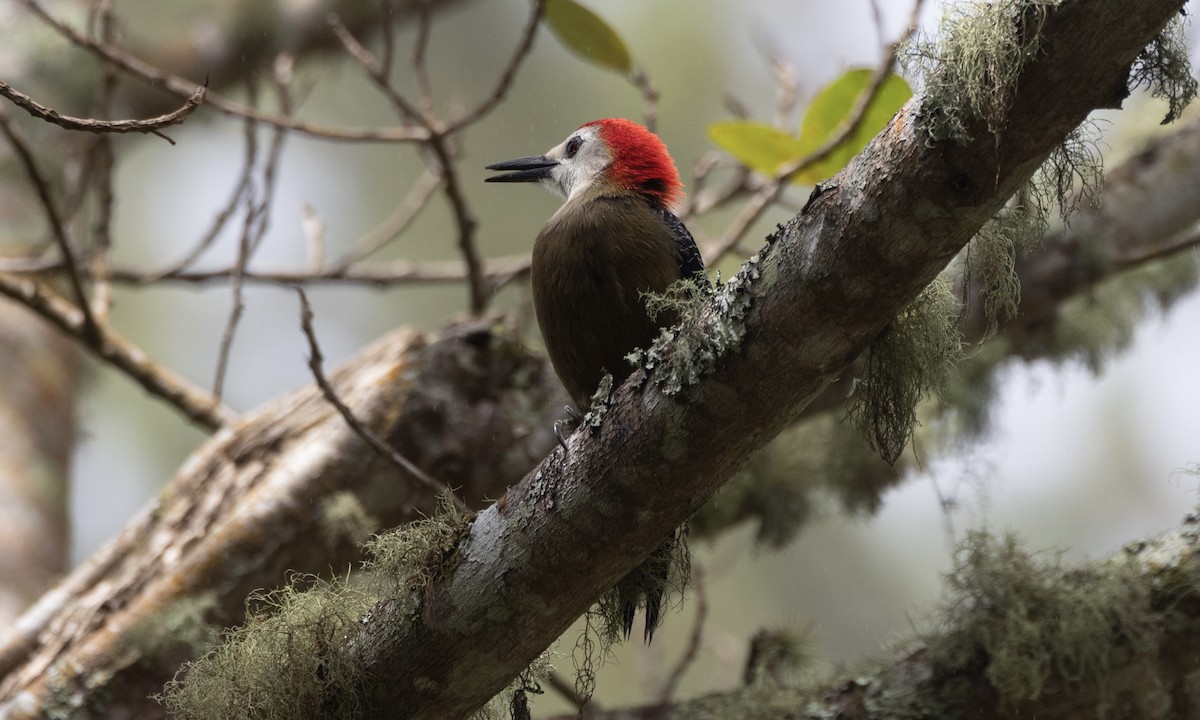 Jamaican Woodpecker - Ben Loehnen
