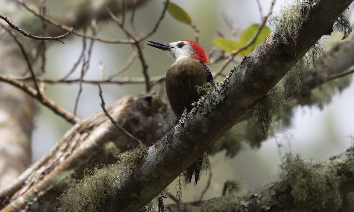 Jamaican Woodpecker - ML617444443