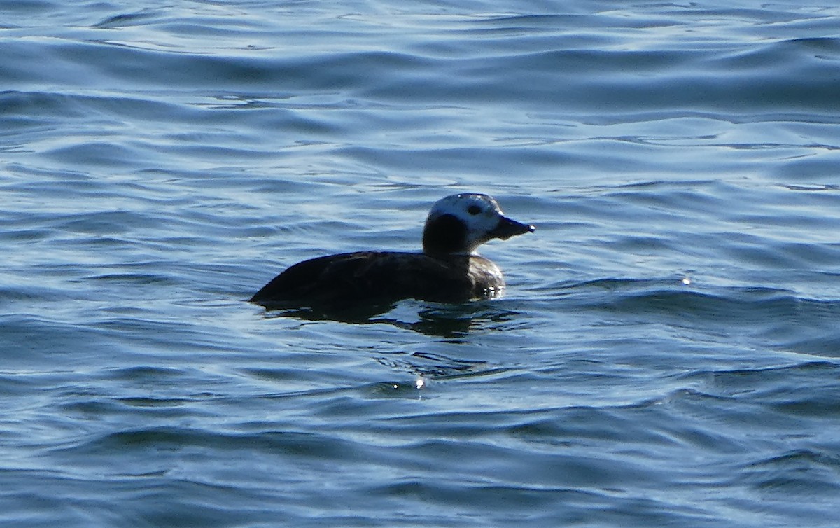 Long-tailed Duck - ML617444493