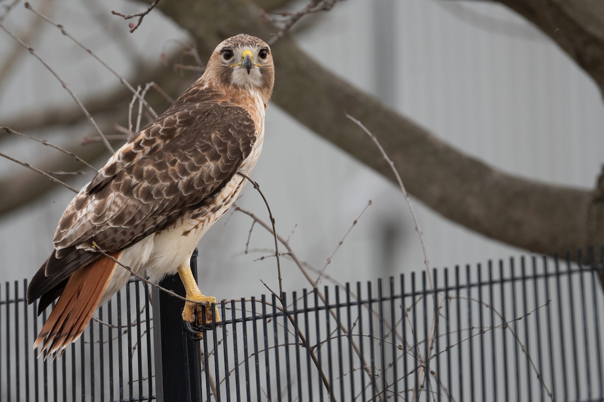 Red-tailed Hawk - ML617444585