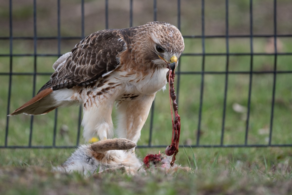 Red-tailed Hawk - ML617444603