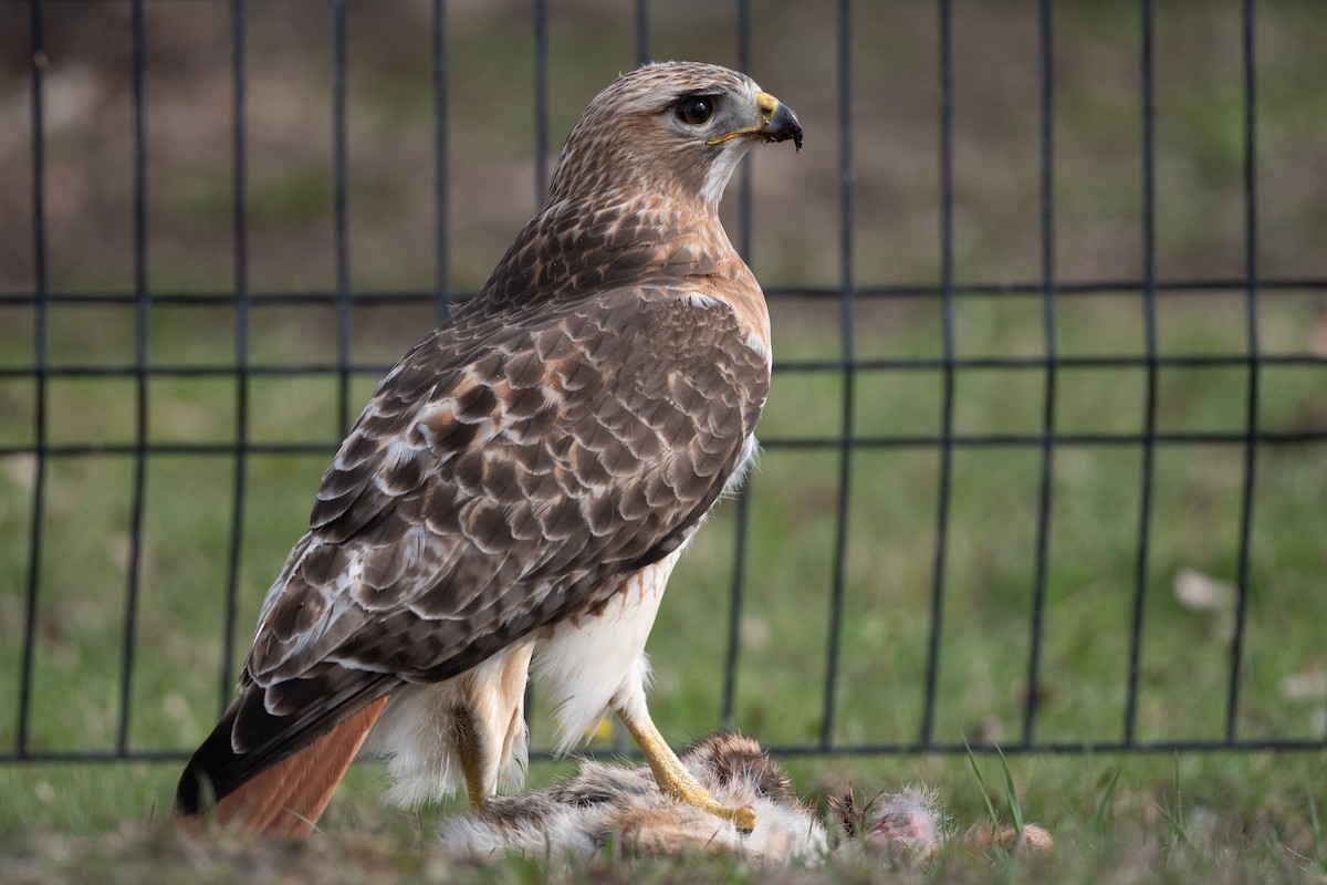 Red-tailed Hawk - ML617444607