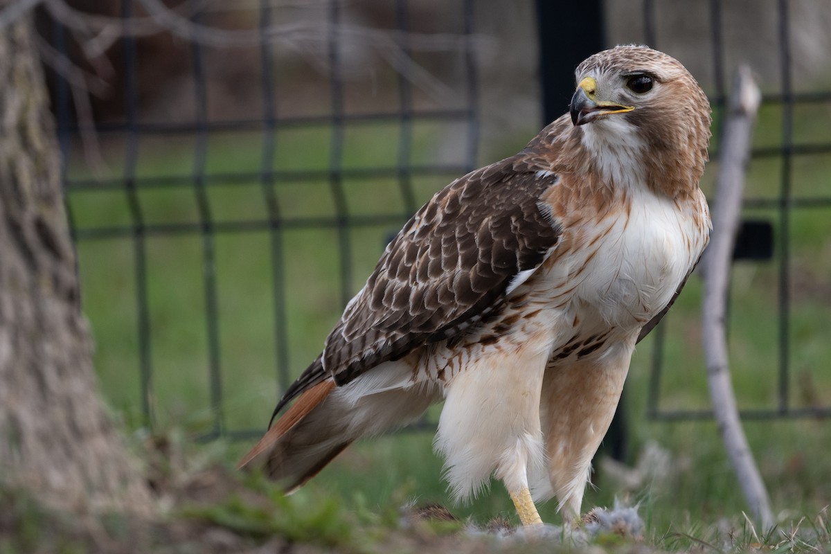 Red-tailed Hawk - ML617444617