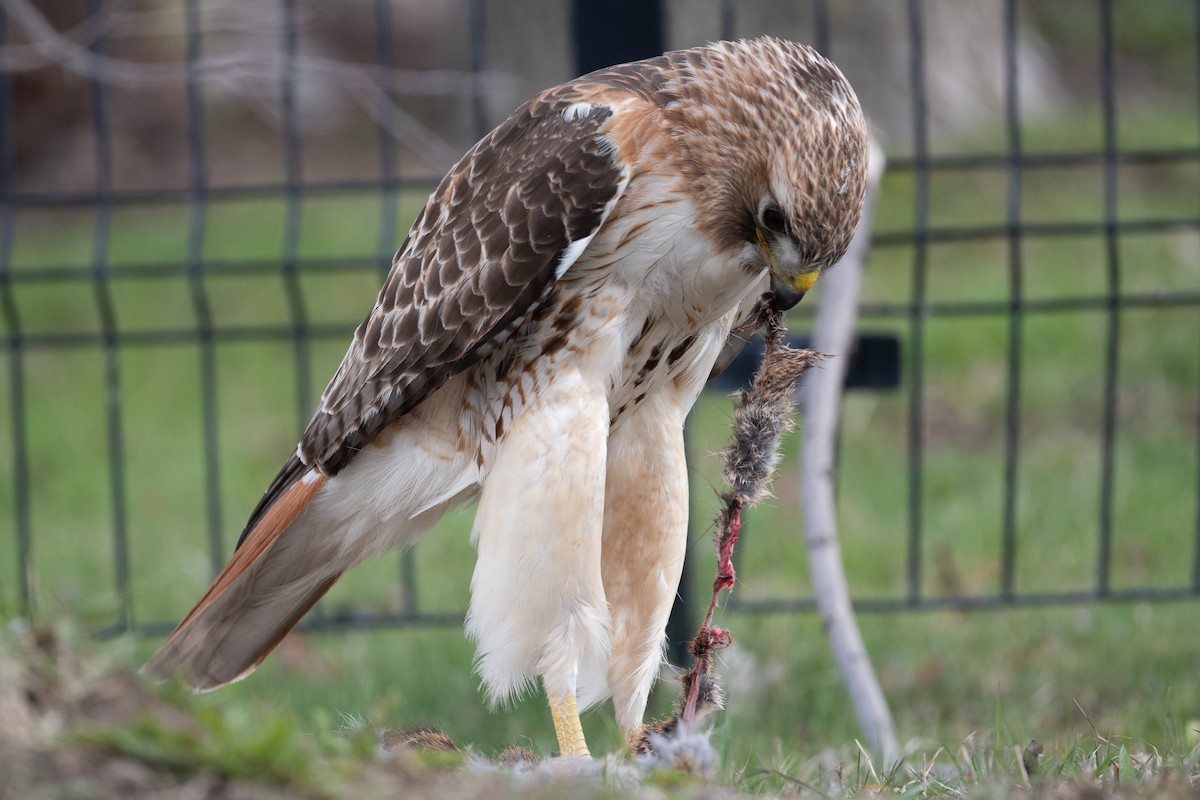 Red-tailed Hawk - ML617444621