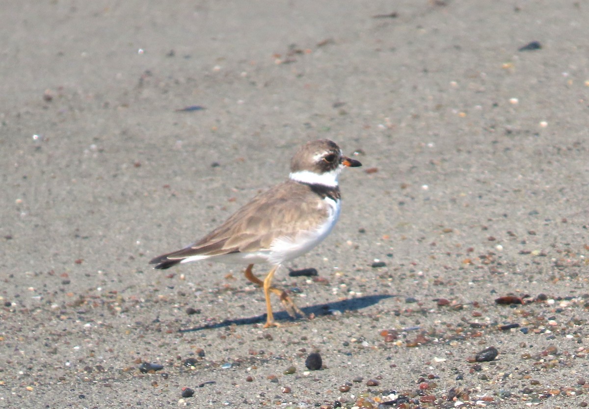 Semipalmated Plover - ML617444624