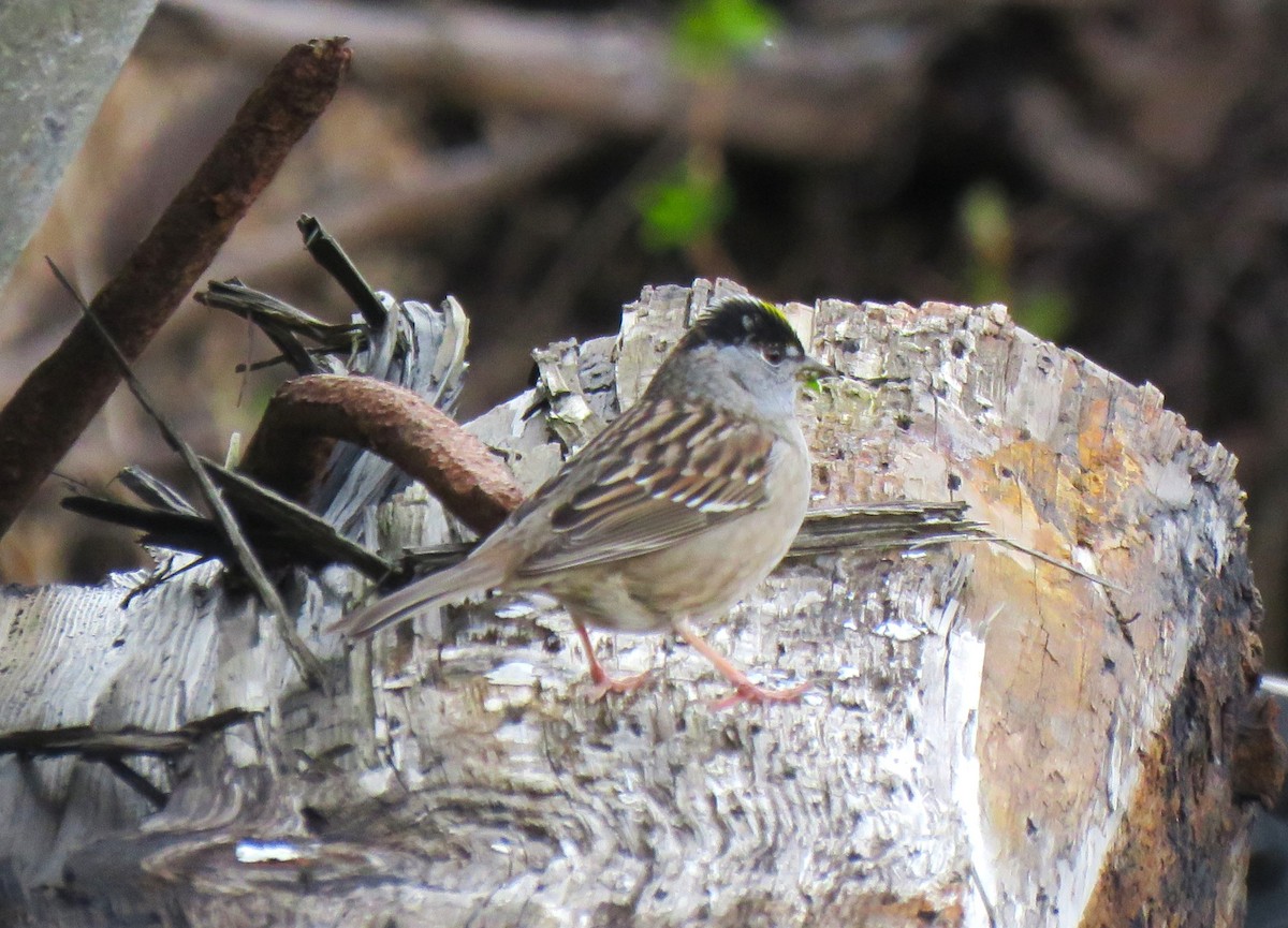 Golden-crowned Sparrow - ML617444694