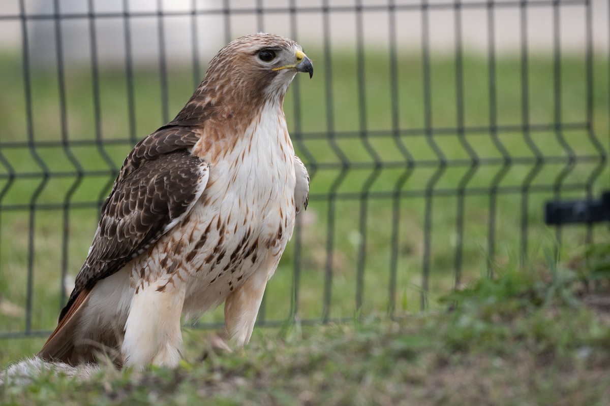 Red-tailed Hawk - ML617444698