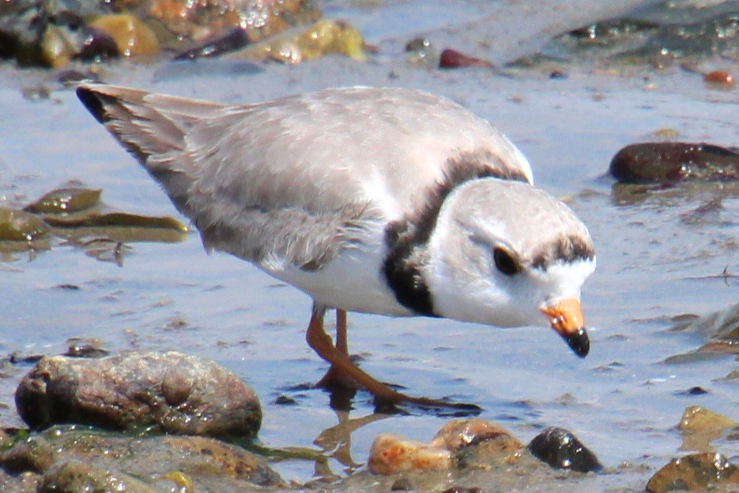 Piping Plover - ML617444869