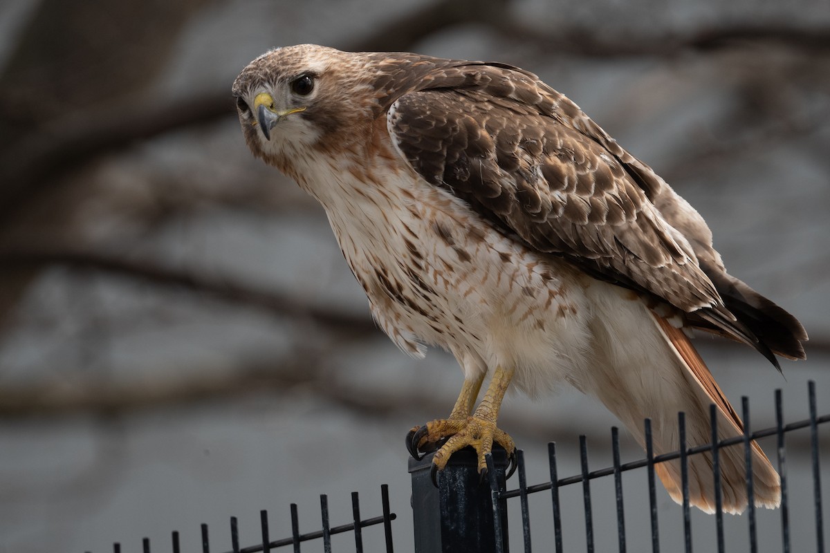 Red-tailed Hawk - ML617444878