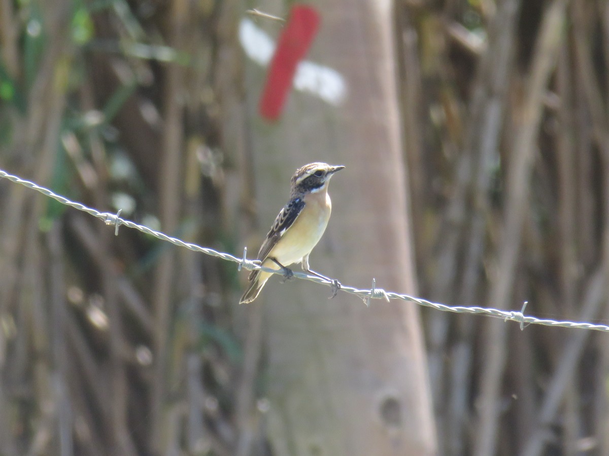 Whinchat - ML617444964