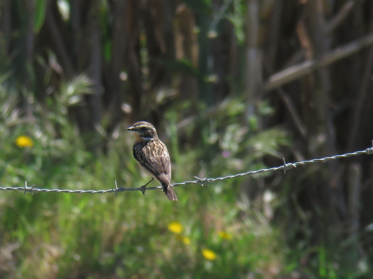 Whinchat - ML617444966