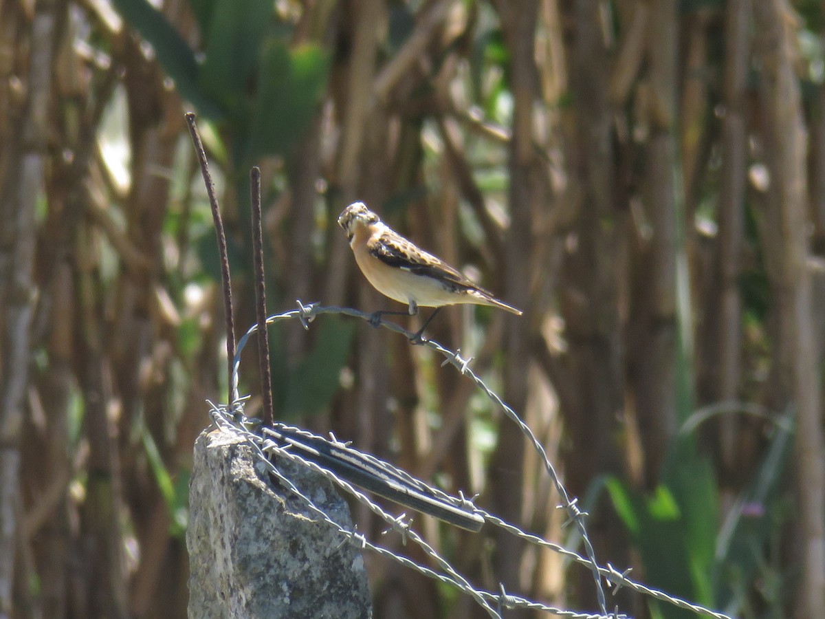 Whinchat - ML617444967
