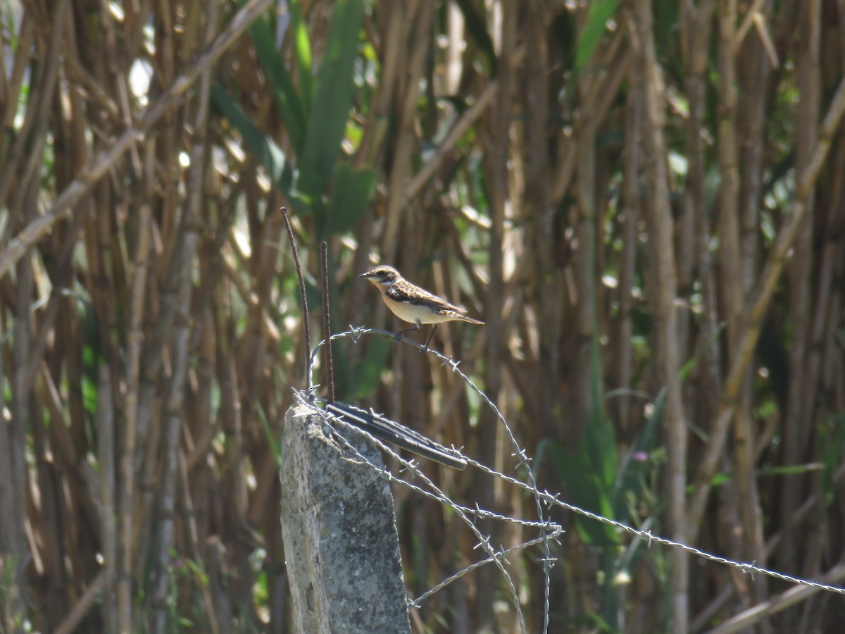 Whinchat - ML617444975
