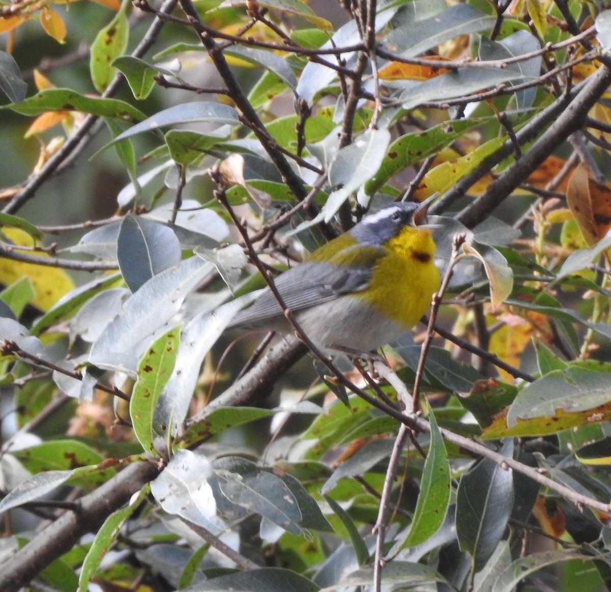 Crescent-chested Warbler - ML617445098