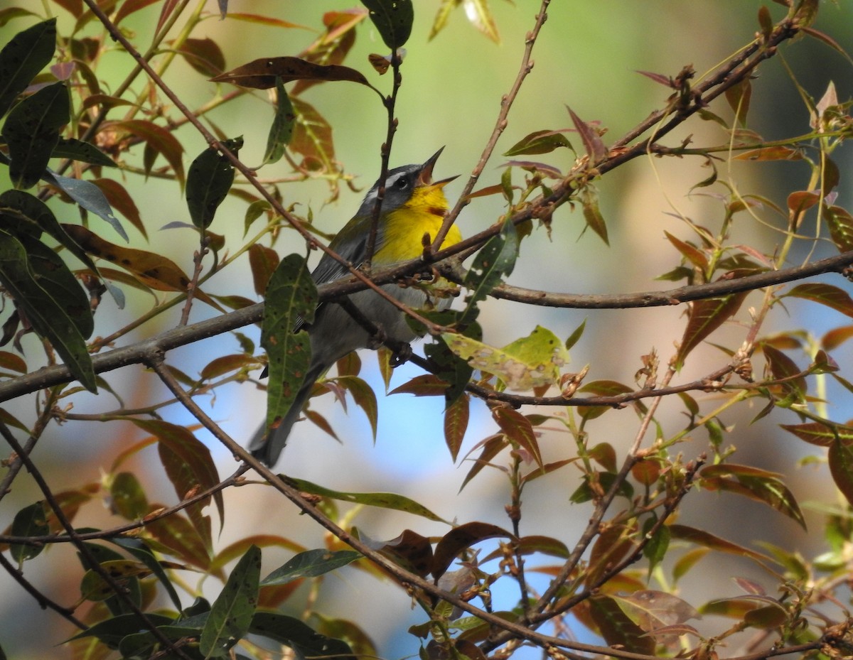 Crescent-chested Warbler - ML617445100