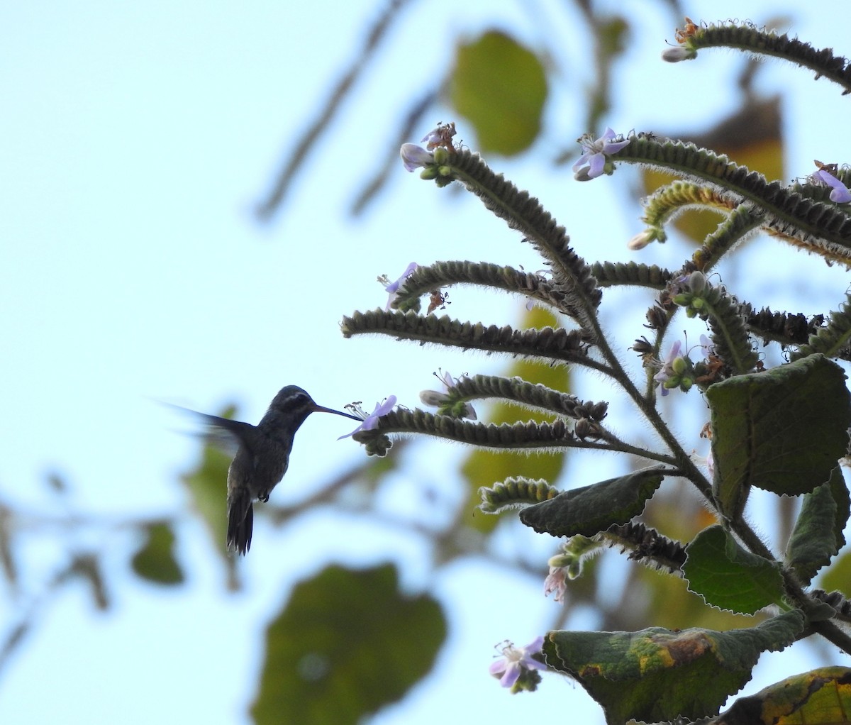 Turquoise-crowned Hummingbird - ML617445243