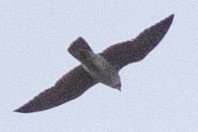 Peregrine Falcon (North American) - ML617445263