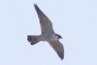Peregrine Falcon (North American) - ML617445588