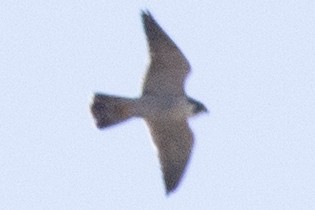 Peregrine Falcon (North American) - ML617445589
