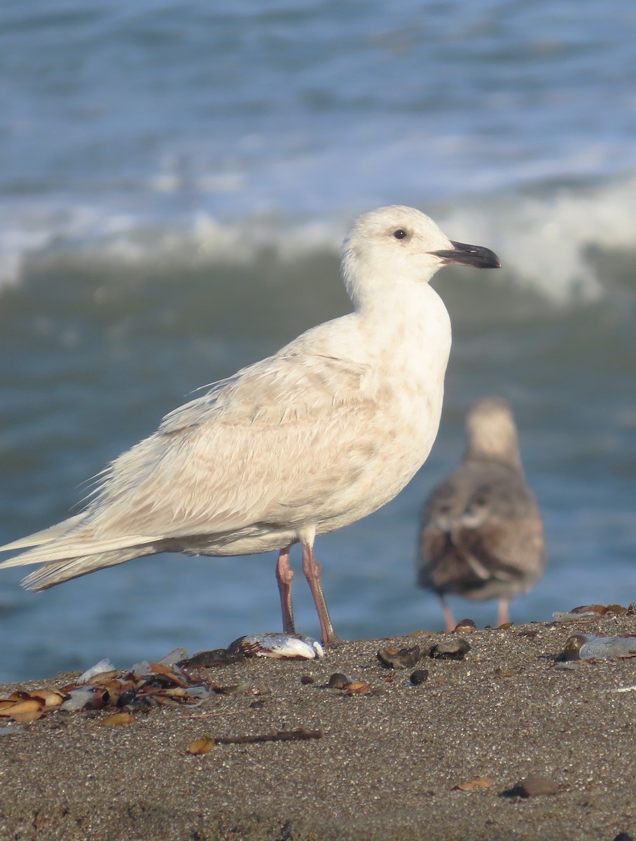 Glaucous-winged Gull - Maggie Smith