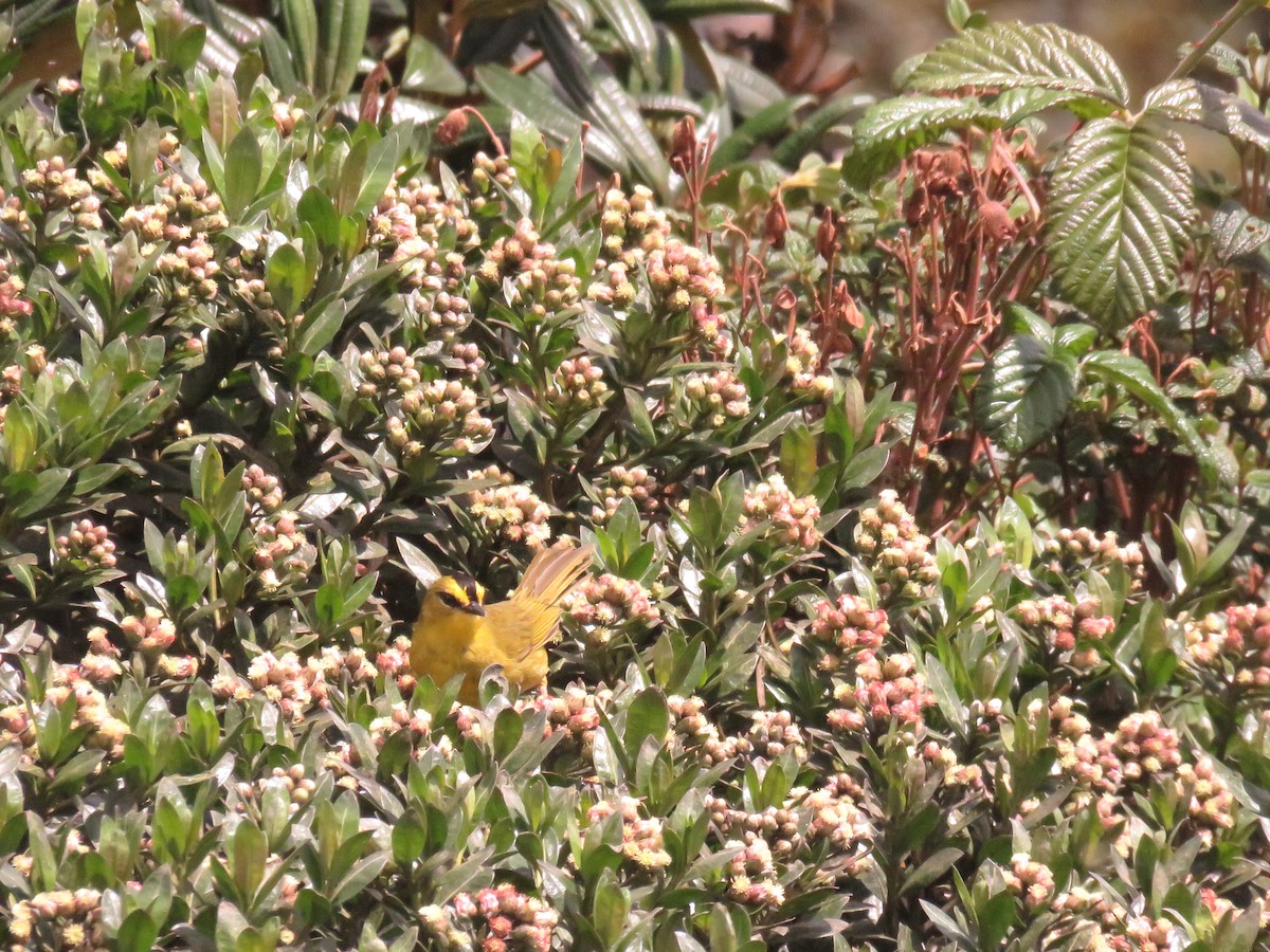 Black-crested Warbler - ML61744561