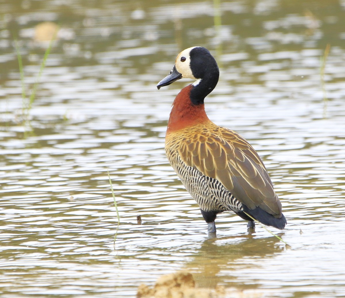 White-faced Whistling-Duck - Luiz Anjos