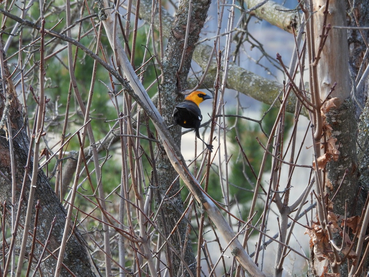 Yellow-headed Blackbird - ML617445685