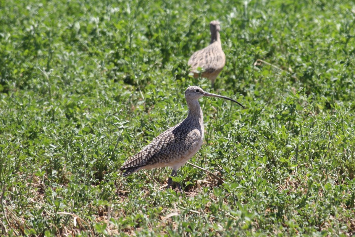 Long-billed Curlew - ML617445776
