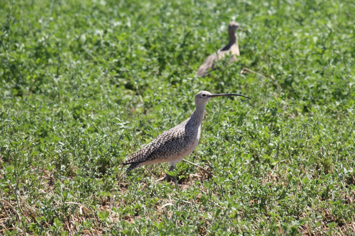 Long-billed Curlew - ML617445777