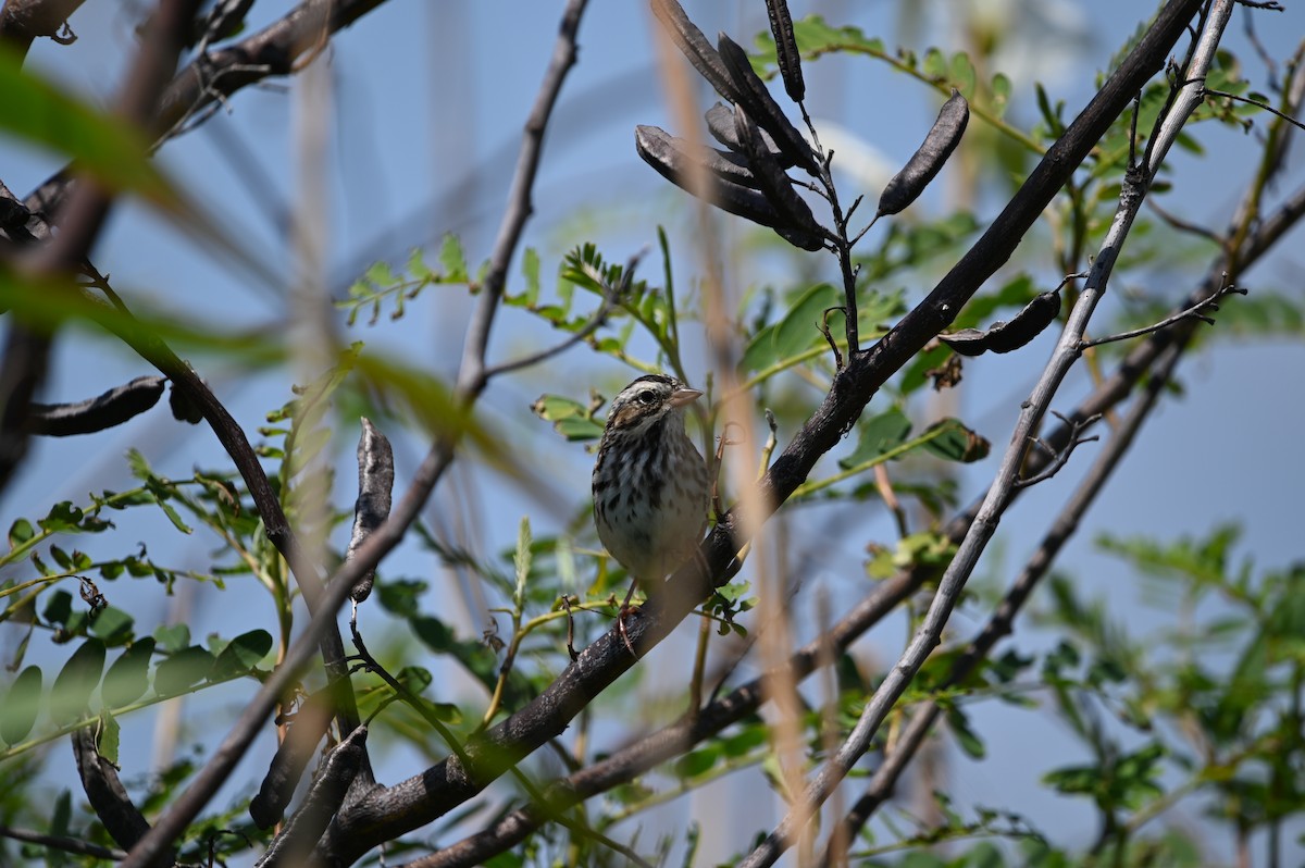Savannah Sparrow - ML617445785