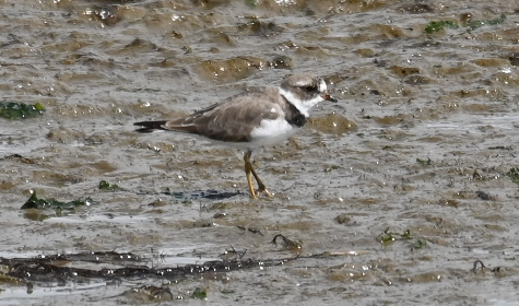 Semipalmated Plover - ML617445788