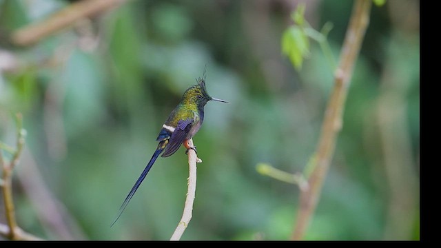 kolibřík ostrochocholatý - ML617445798