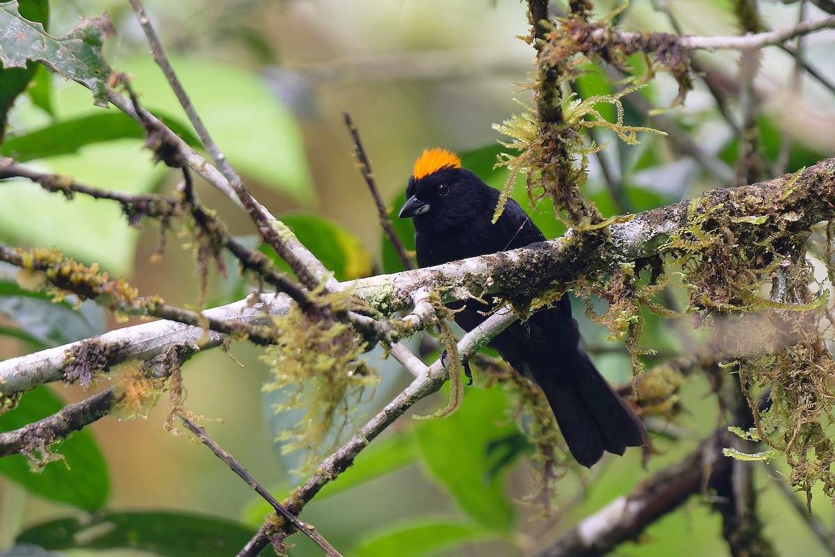 Tawny-crested Tanager - ML617445857