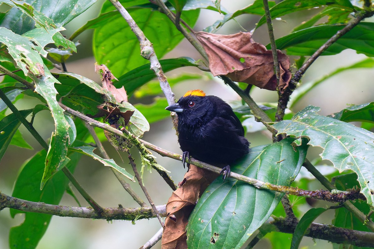 Tawny-crested Tanager - ML617445866