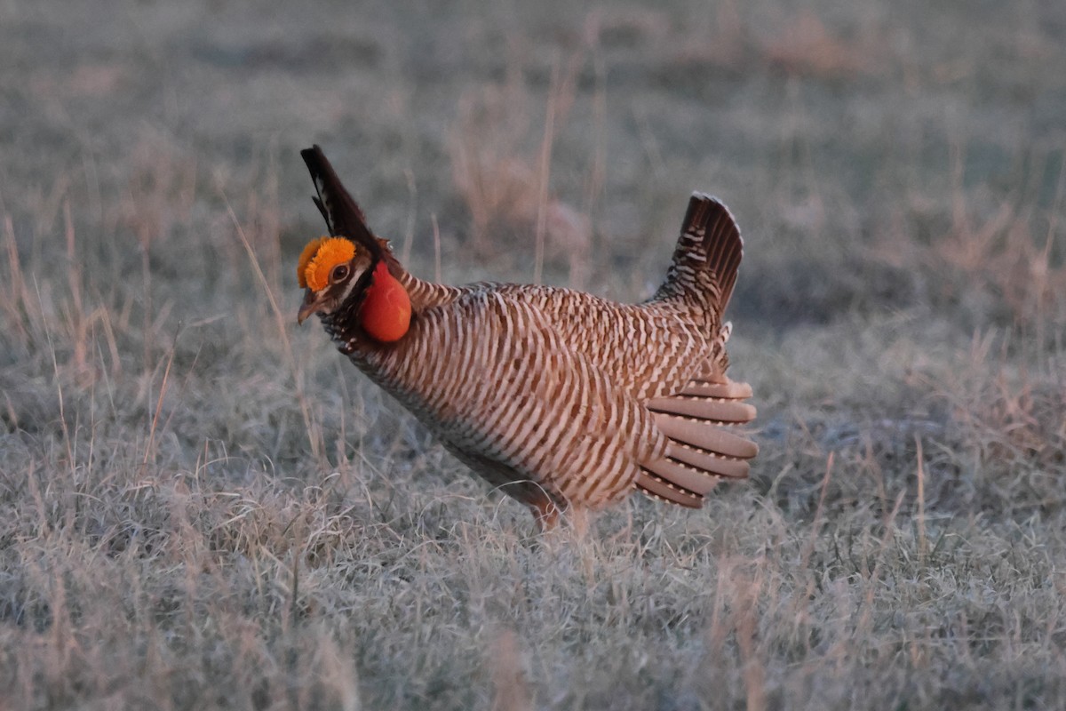 Lesser Prairie-Chicken - Matt Whitbeck
