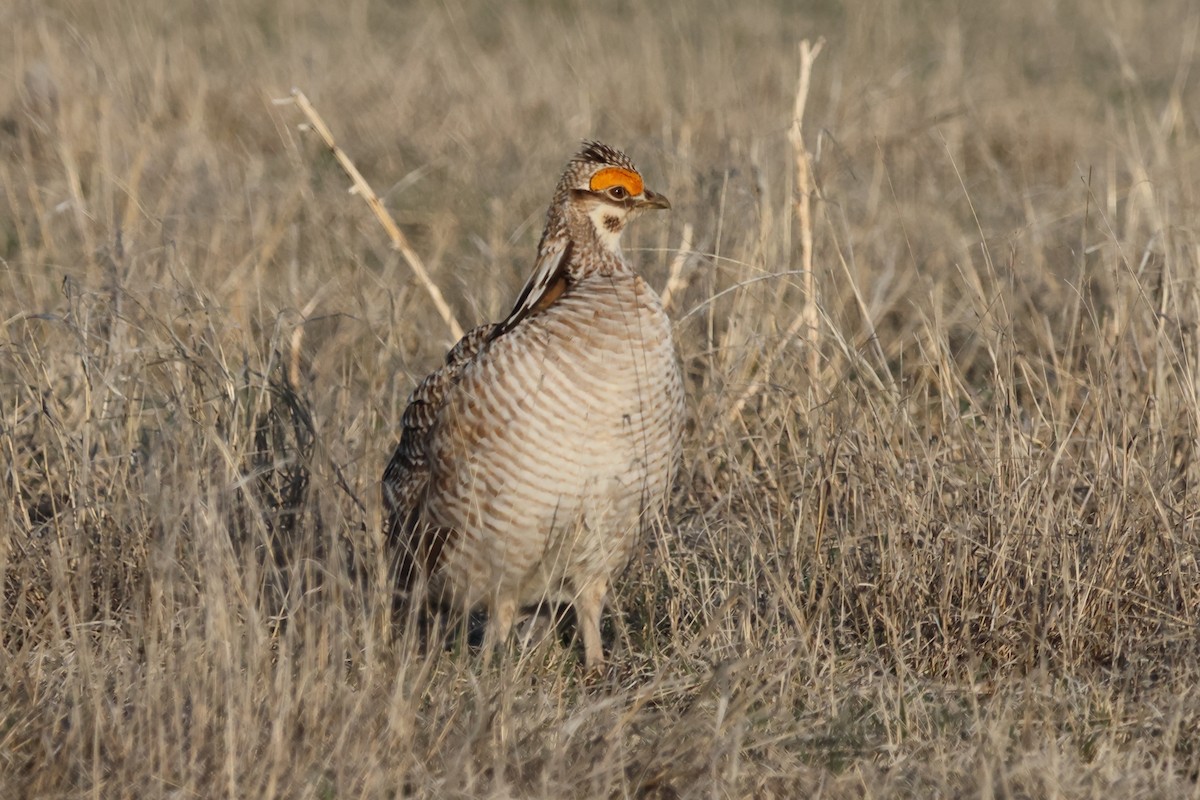 Lesser Prairie-Chicken - ML617445928