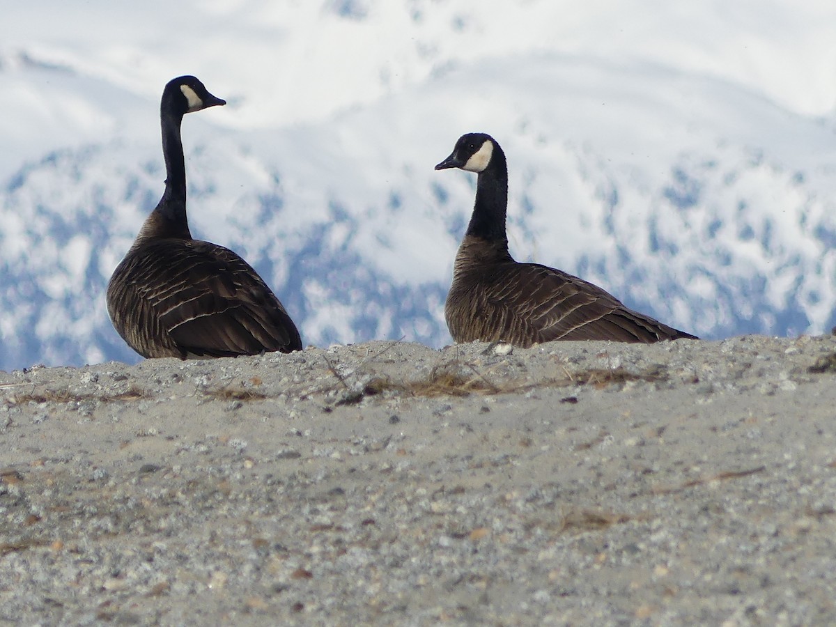 Canada Goose (occidentalis/fulva) - ML617445959