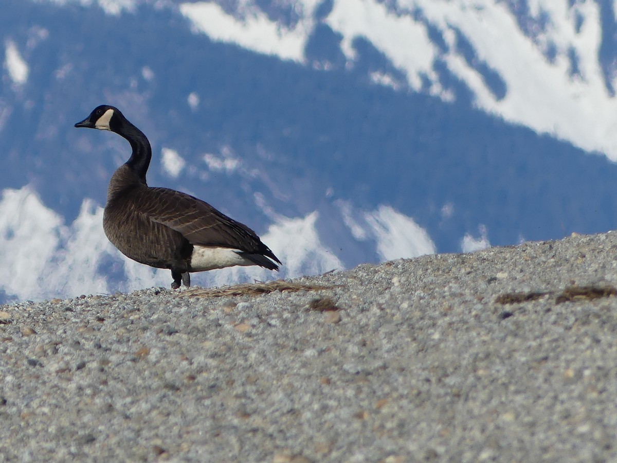 Canada Goose (occidentalis/fulva) - ML617445960