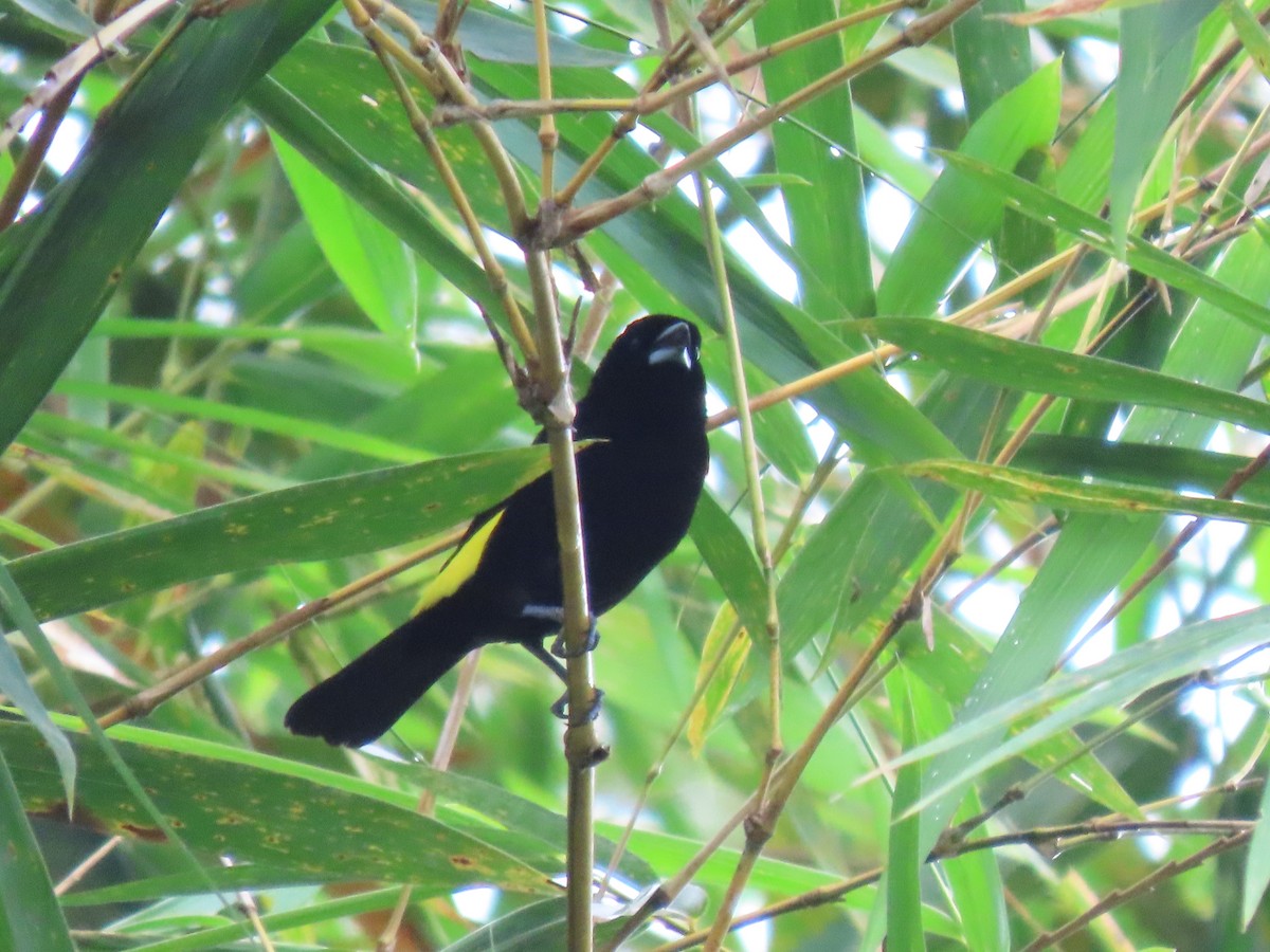 Flame-rumped Tanager - ML617445994