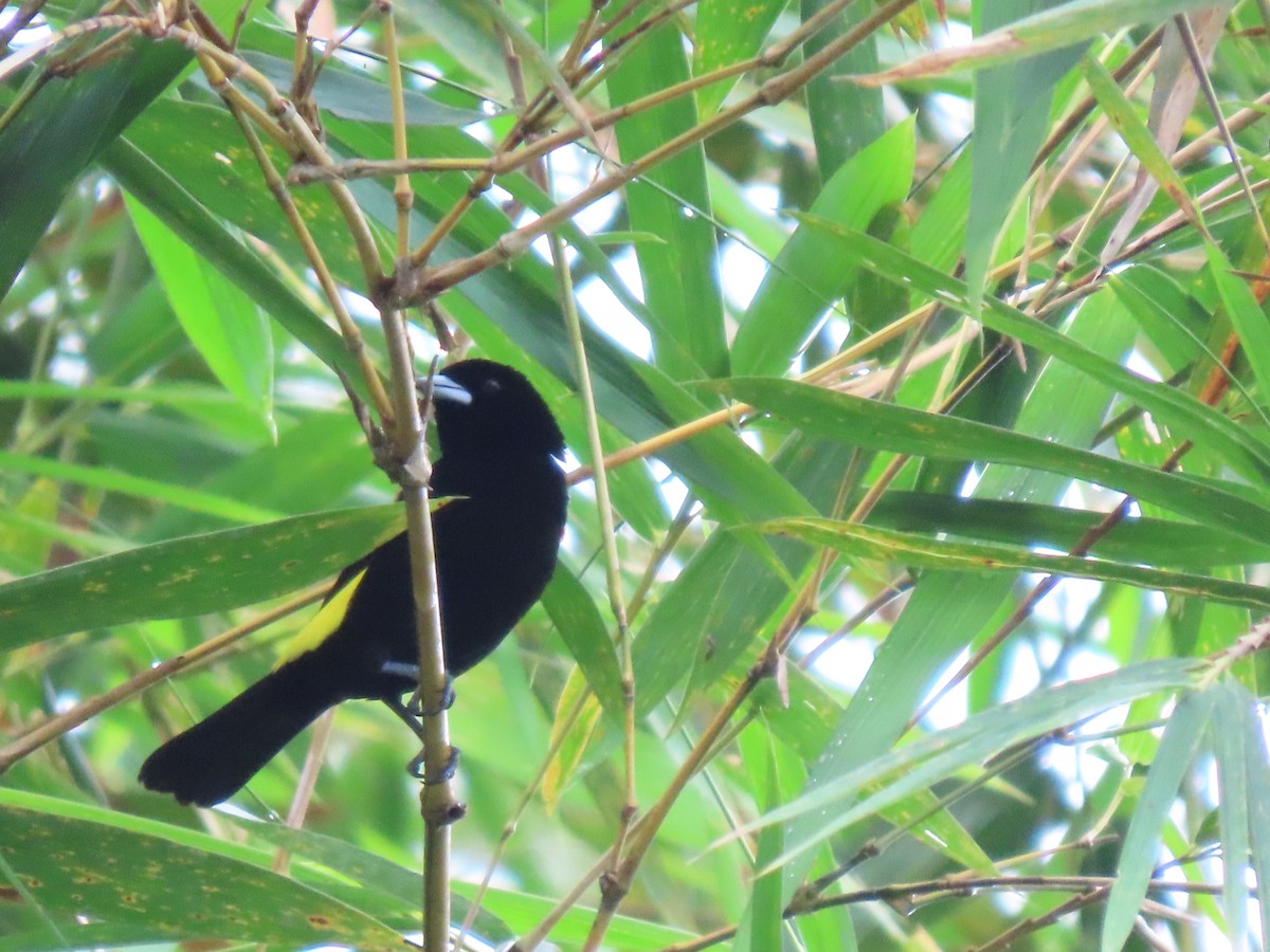 Flame-rumped Tanager - ML617445997