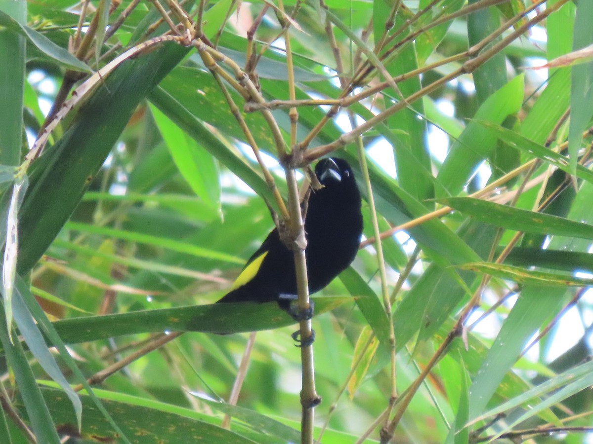 Flame-rumped Tanager - ML617446004