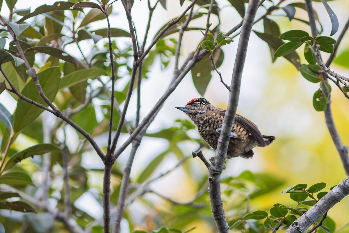White-wedged Piculet - ML617446049