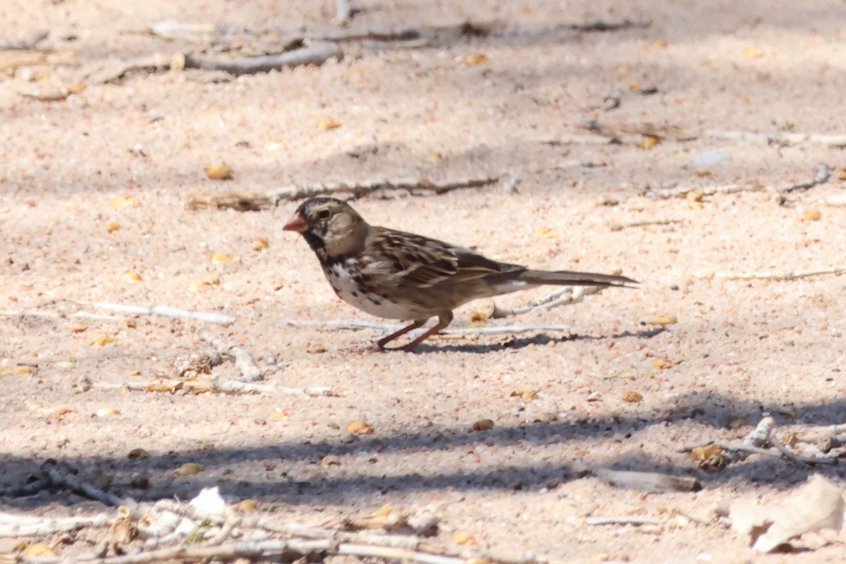 Harris's Sparrow - Matt Whitbeck