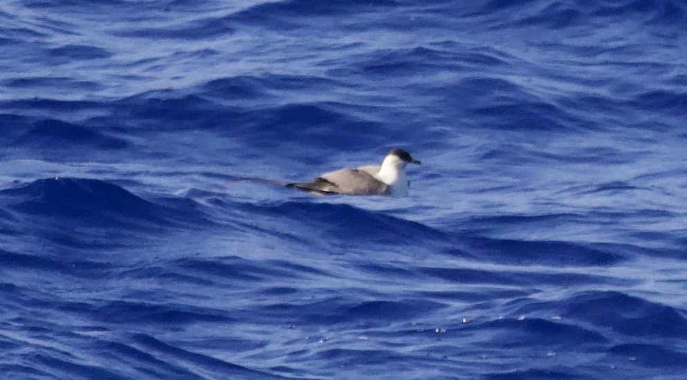 Long-tailed Jaeger - ML617446095