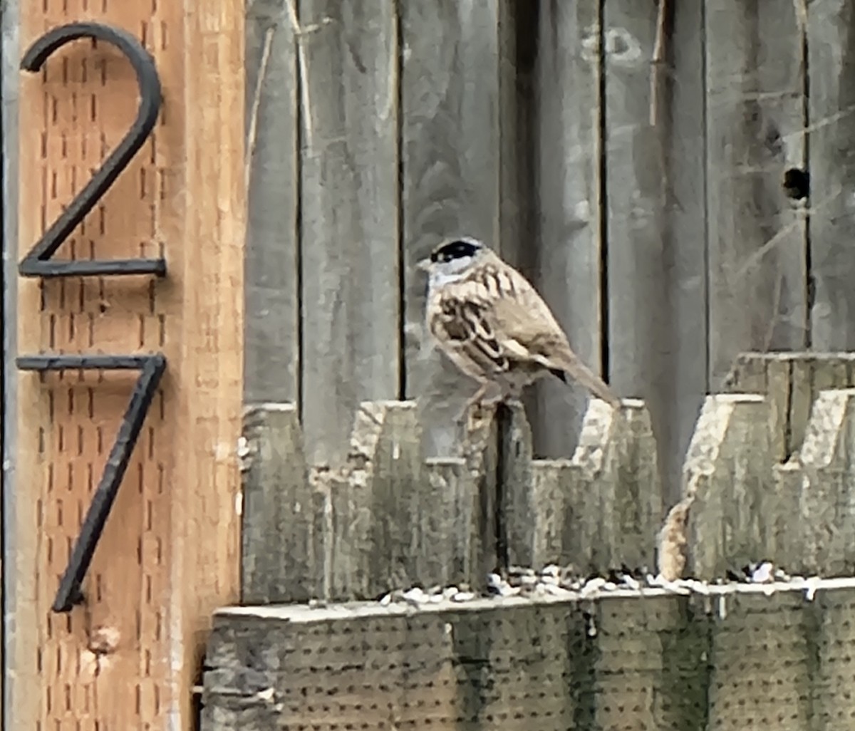 Golden-crowned Sparrow - ML617446099