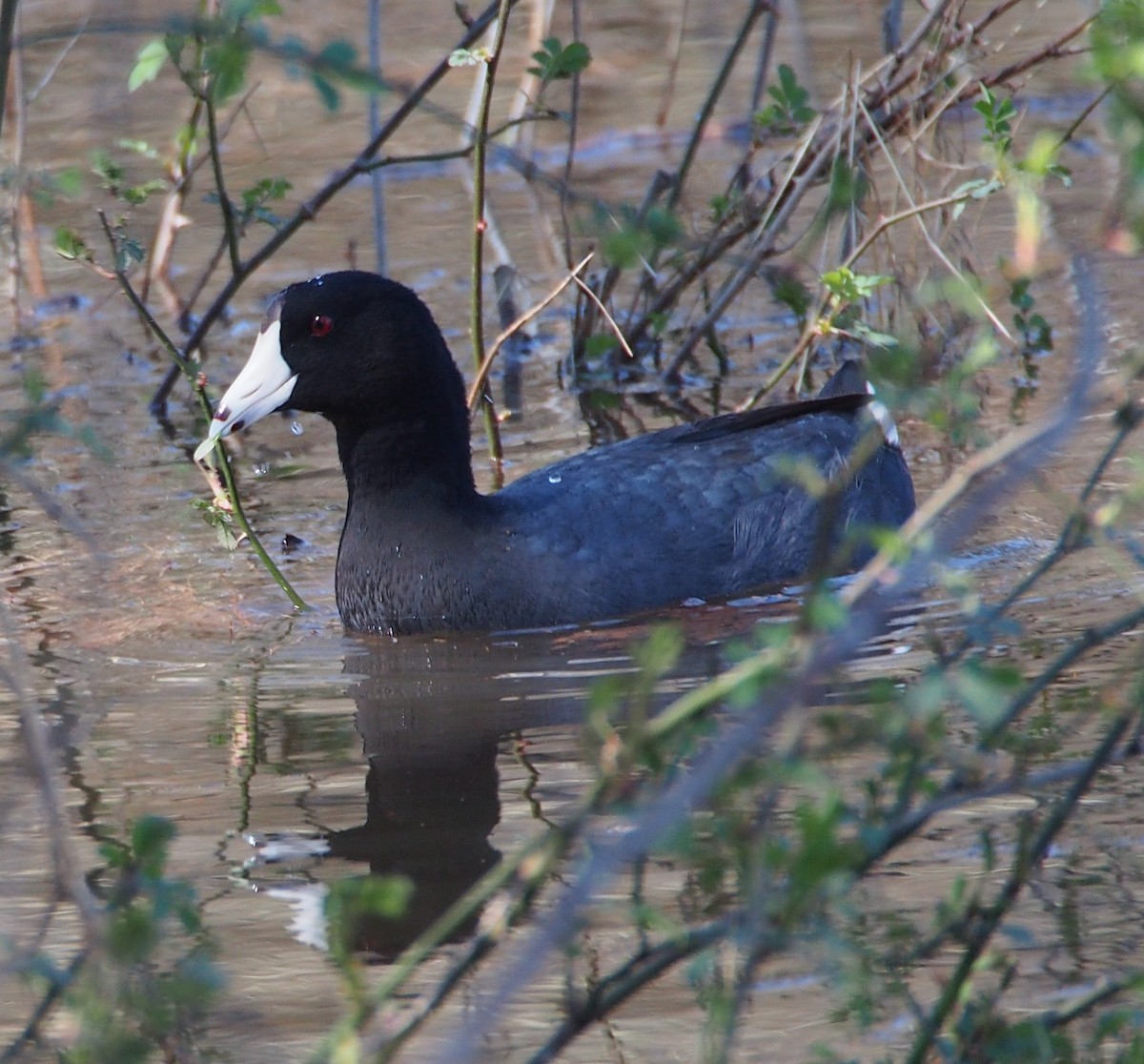 American Coot - John Forcey