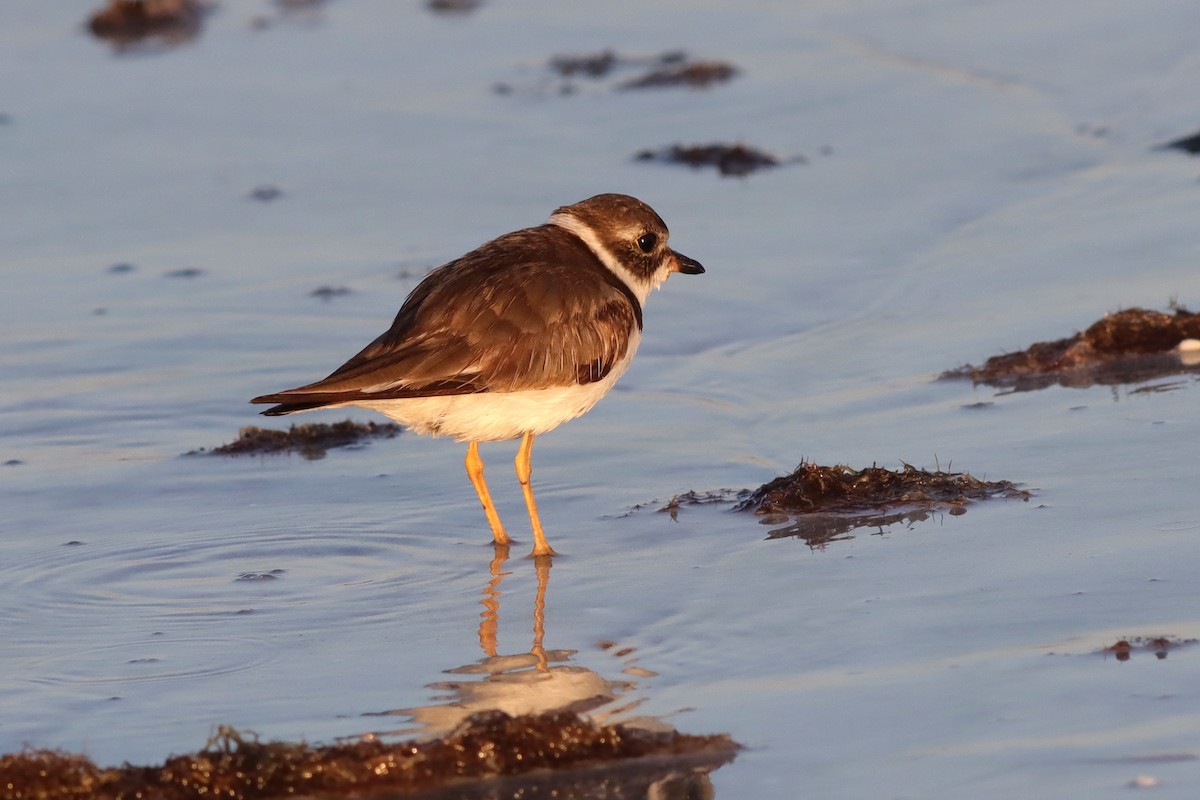 Semipalmated Plover - ML617446200